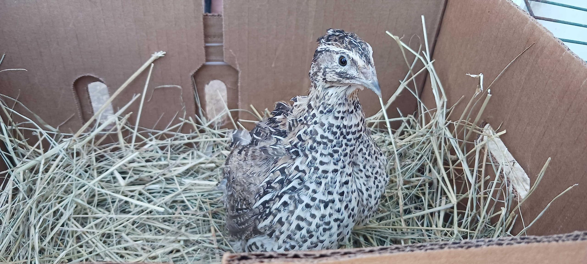 Quailz.com Falb-Fee Quail Hatching Eggs resting in a carton, ready for incubation, with a focus on the eggs' smooth shells and natural color.