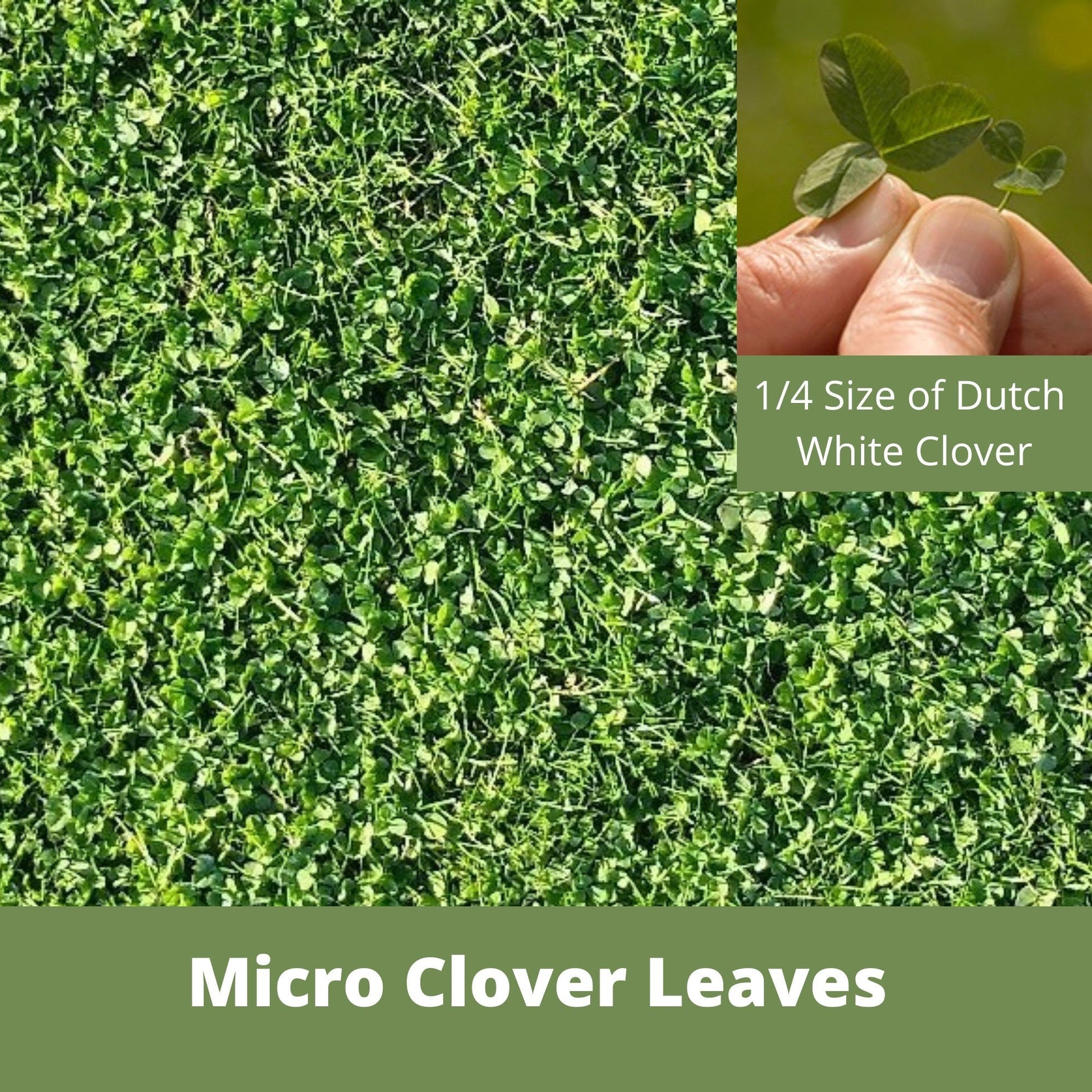Micro Clover and Mow Less Grass Seed in Flawn Seed Kits seed tape, showing the pouch with seed strips for 100 sq ft of lawn.
