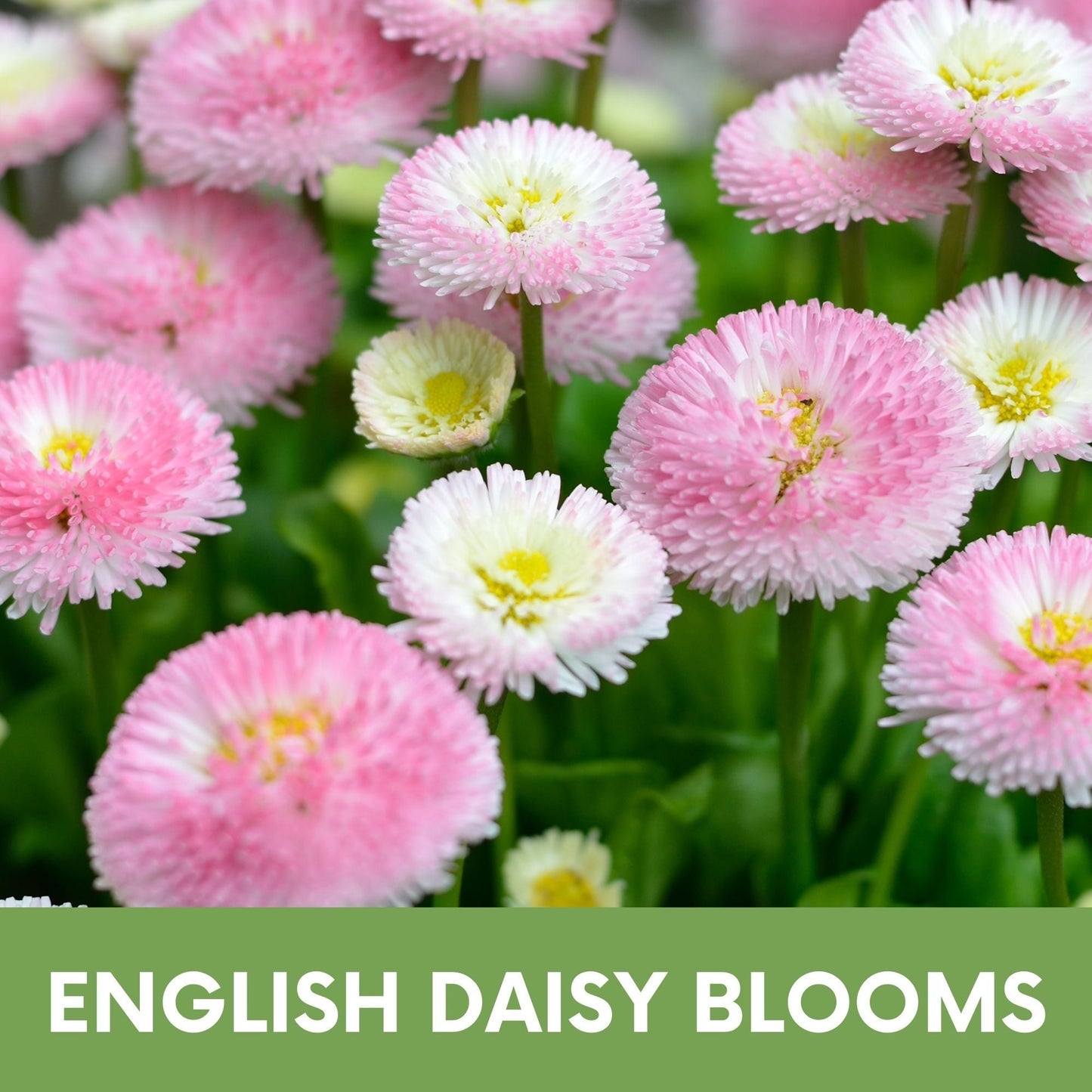 English Daisy mixed seed pouch from Flawn Seed Kits, showing seed tape for planting daisies in a garden bed.
