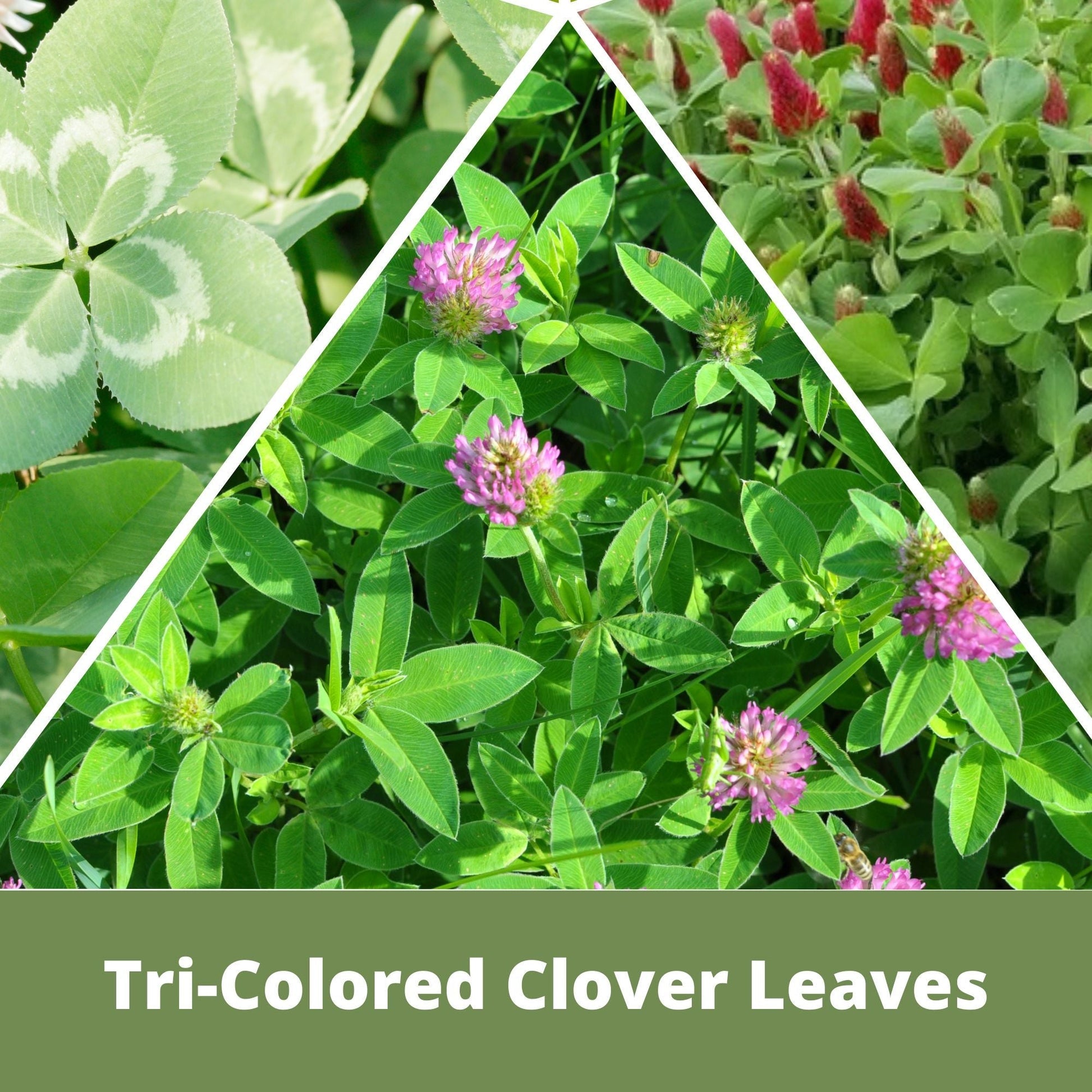 Tri-color clover seed blend in seed tape by Flawn Seed Kits, ideal for lawn or garden planting, 100 sq ft coverage.