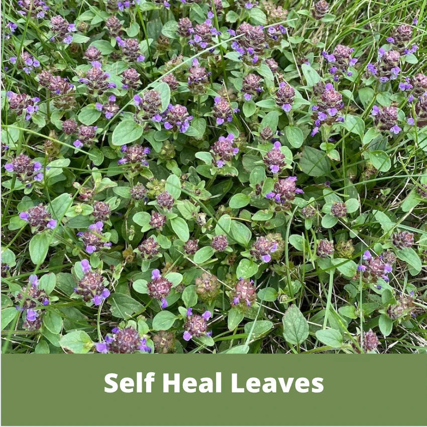 Self-Heal seed pouch from Flawn Seed Kits, containing seeds and seed tape for gardening, 25 oz, covers 250 sq ft.