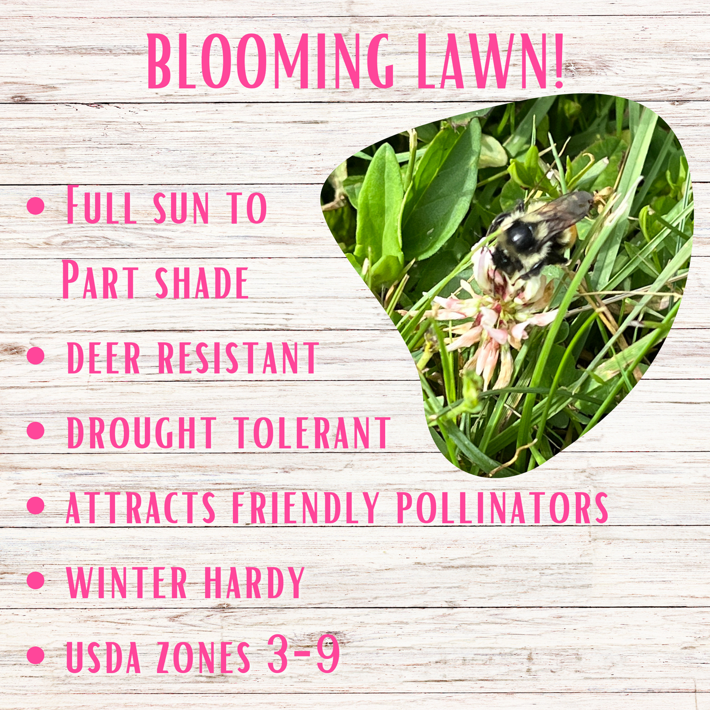 Bee Lawn Seed Kit from Flawn Seed Kits with easy-spread shaker for planting seeds and seed tape to create a pollinator-friendly lawn.