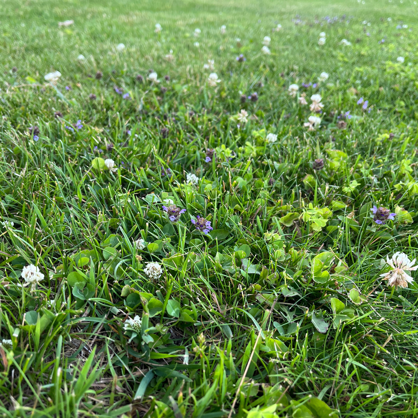 Bee Lawn Seed Kit from Flawn Seed Kits, easy spread shaker for planting seeds and seed tape to create a bee-friendly lawn.