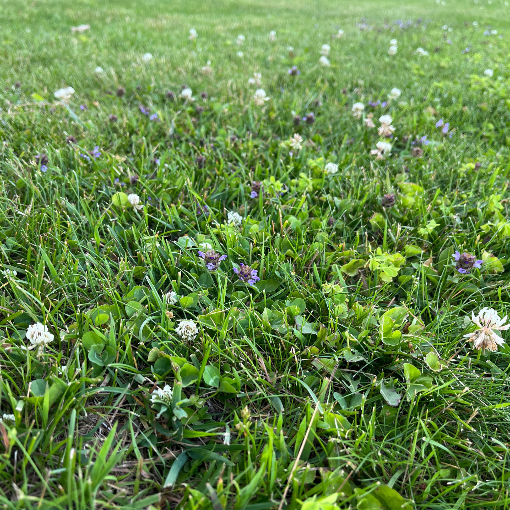 Bee Lawn Seed Kit from Flawn Seed Kits, easy spread shaker for planting seeds and seed tape to create a bee-friendly lawn.