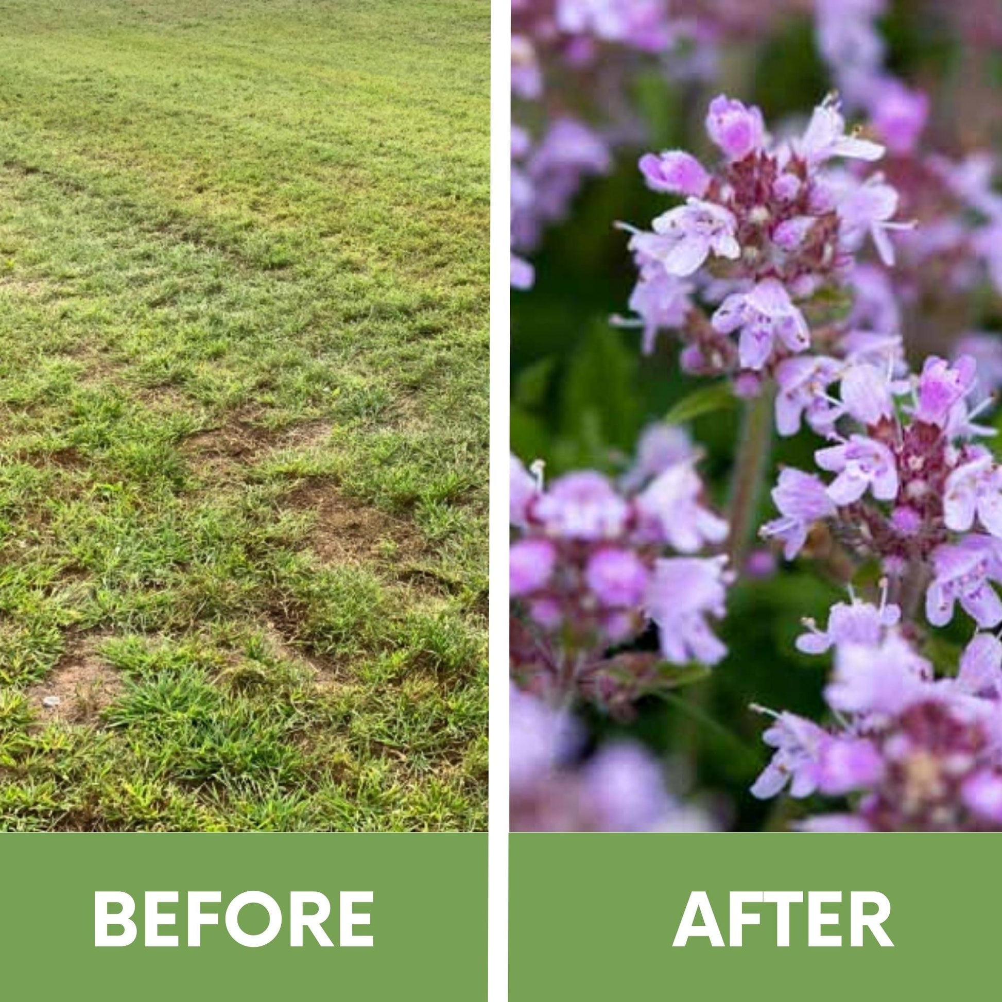 Creeping Thyme Easy Spread Shaker seeds in seed tape by Flawn Seed Kits, ideal for ground cover and aromatic gardens.