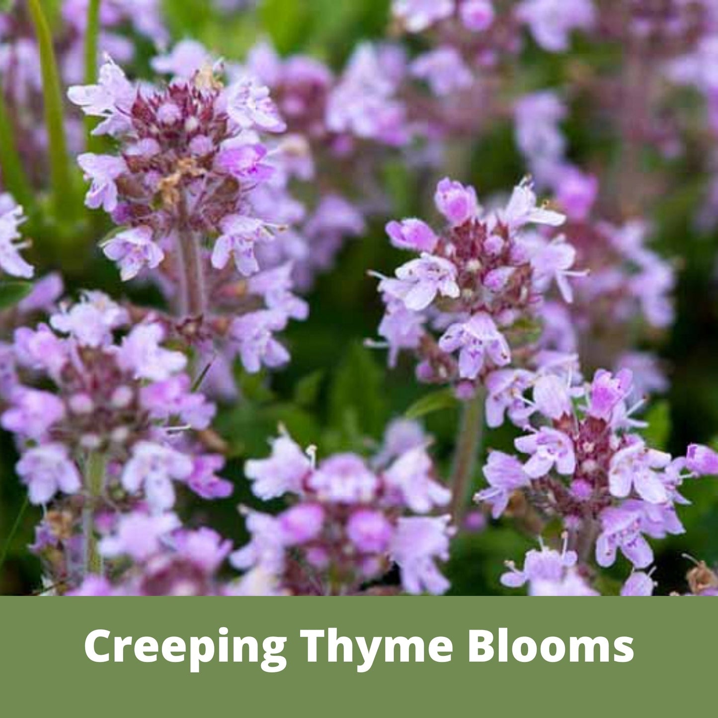 Creeping Thyme seeds in Flawn Seed Kits Easy Spread Shaker, ideal for planting on 250 sq ft, natural ground cover or aromatic herb garden.