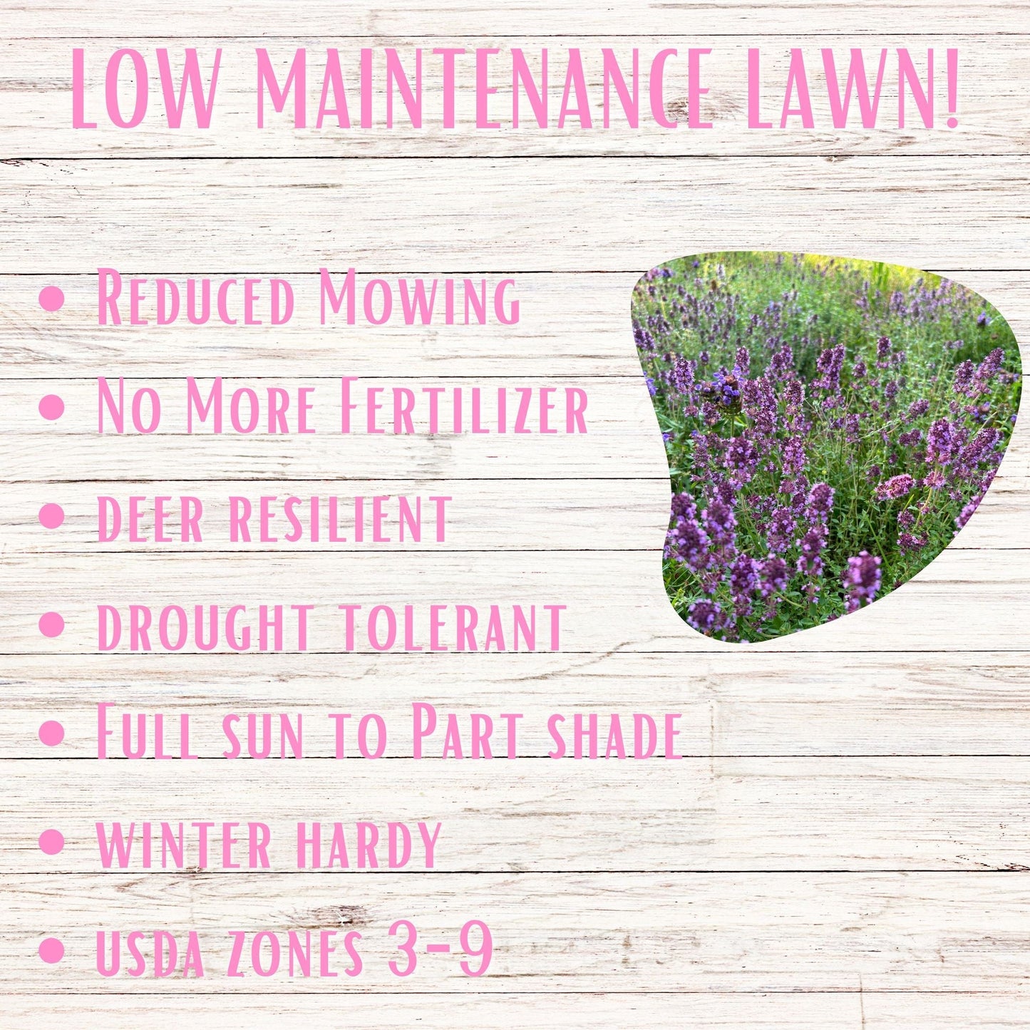 Creeping Thyme Easy Spread Shaker seed tape by Flawn Seed Kits, designed for quick and easy garden ground cover planting.