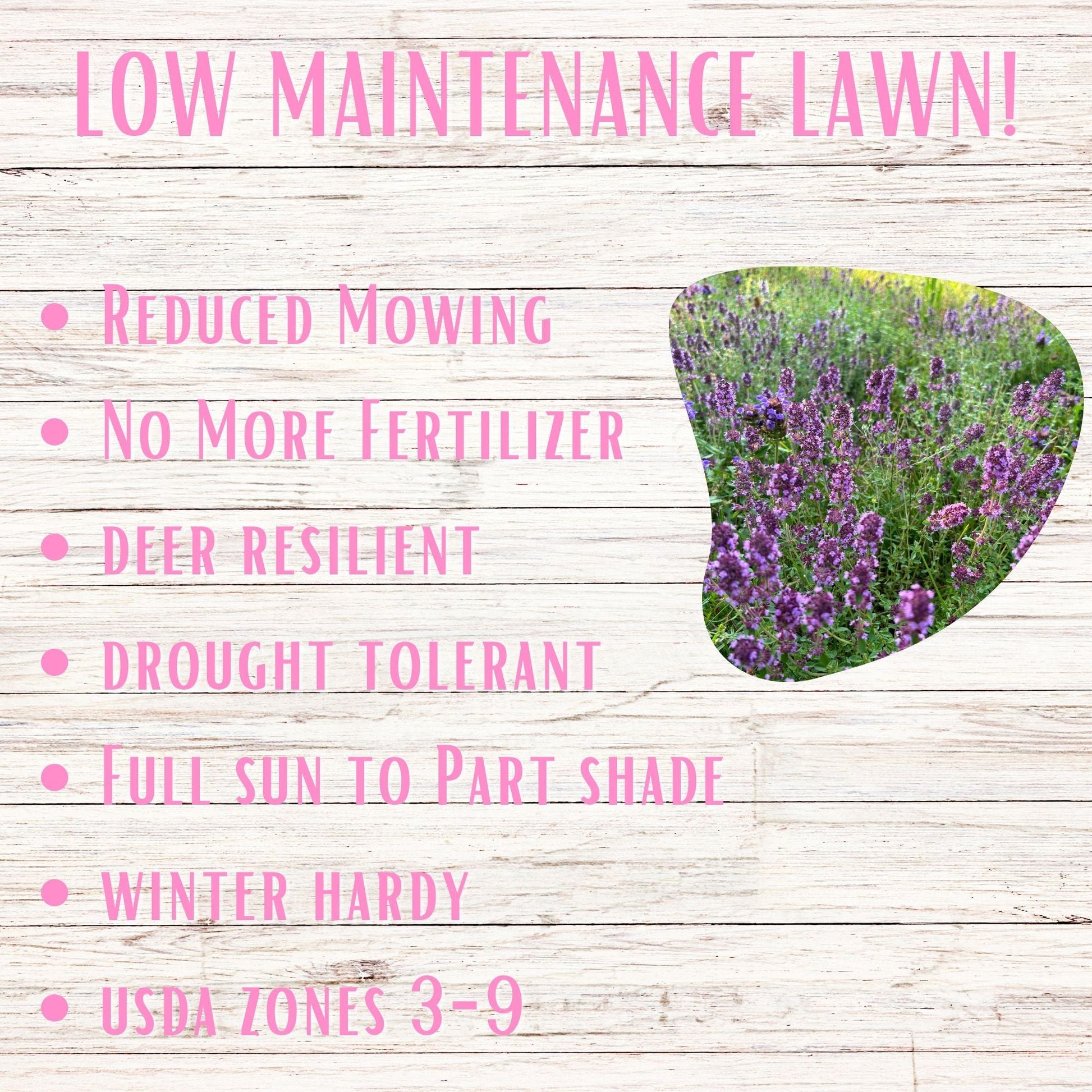 Creeping Thyme Easy Spread Shaker seed tape by Flawn Seed Kits, designed for quick and easy garden ground cover planting.