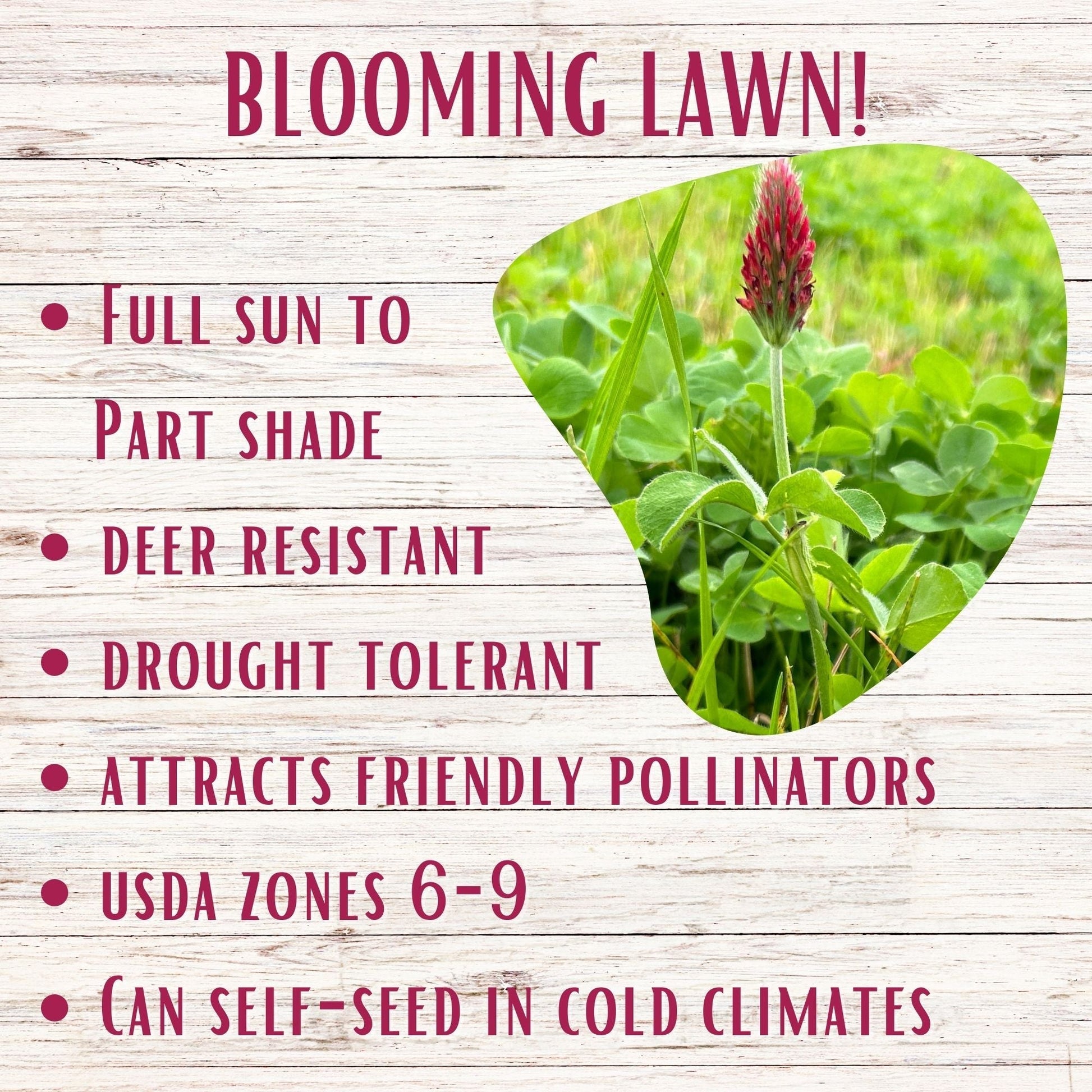 Crimson Clover and Mow Less Grass Seed in seed tape by Flawn Seed Kits, designed for lush lawn coverage on 250 sq ft.