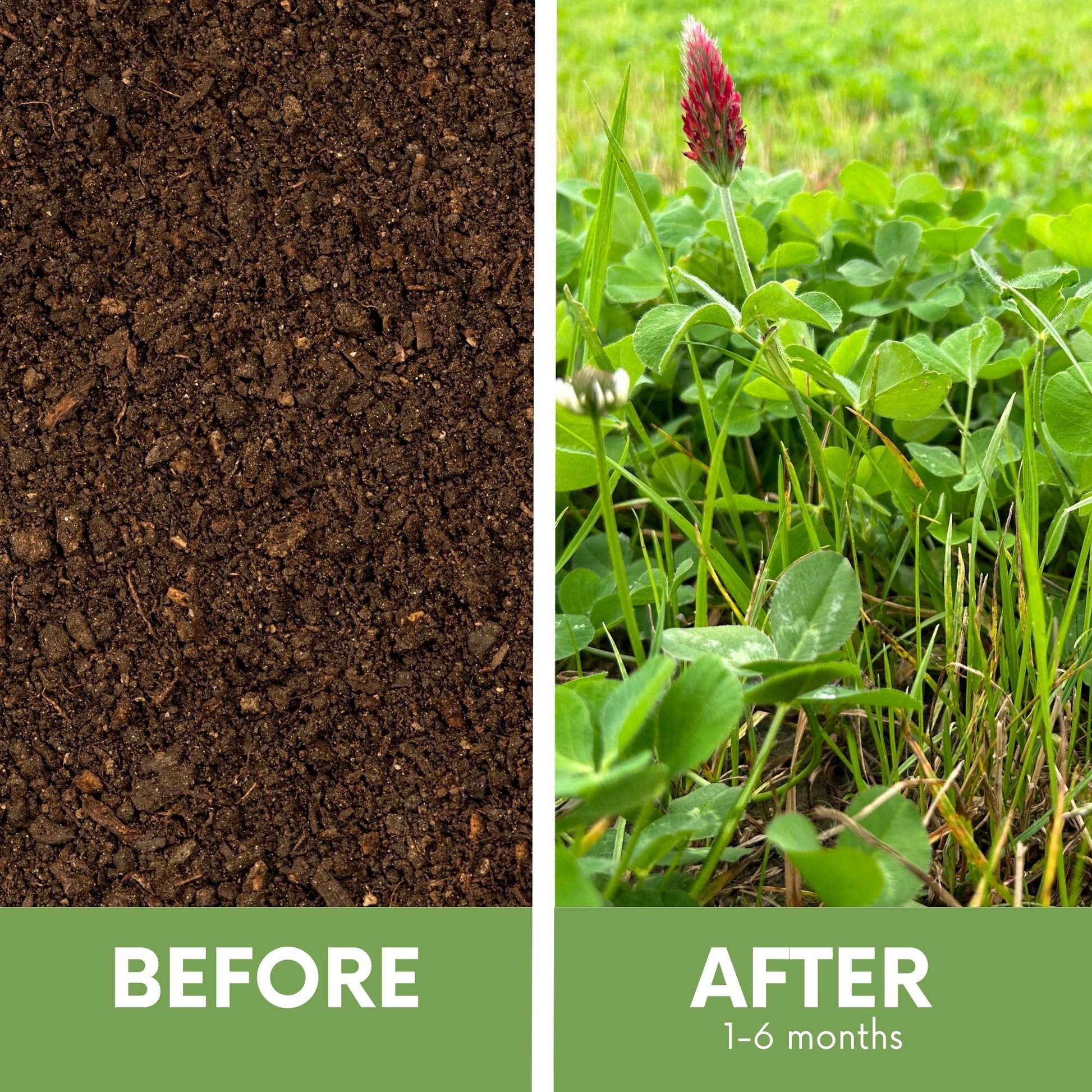 Crimson Clover and Mow Less Grass Seed in seed tape, ideal for lawn planting, from Flawn Seed Kits, covering 250 sq ft.