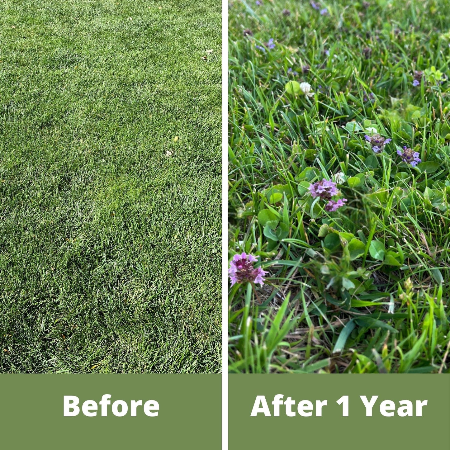 Micro clover bee lawn seed mixture from Flawn Seed Kits in a shaker for easy spreading, shown in a garden setting.