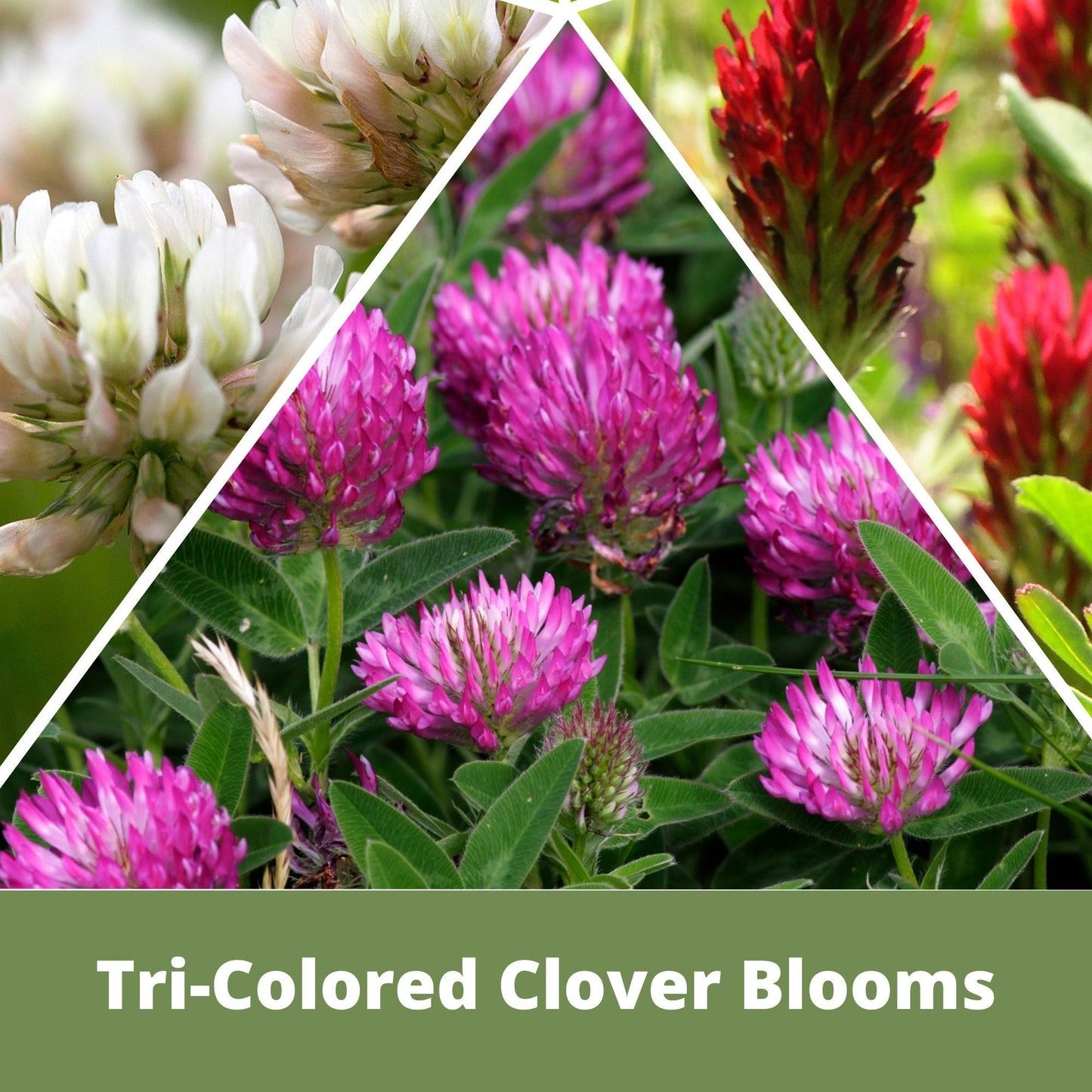 Tri-color clover and mow-less grass seed in Flawn Seed Kits seed tape pouch for 250 sq ft of lawn coverage.
