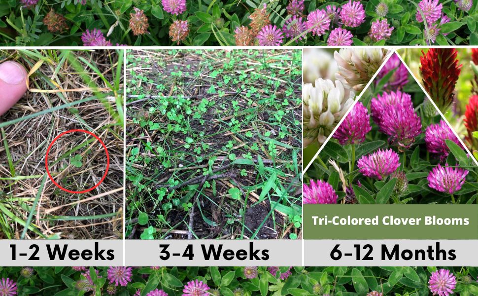 Tri-color clover and Mow Less grass seed pouch from Flawn Seed Kits, 250 sq ft seed tape for lush, low-maintenance lawns.