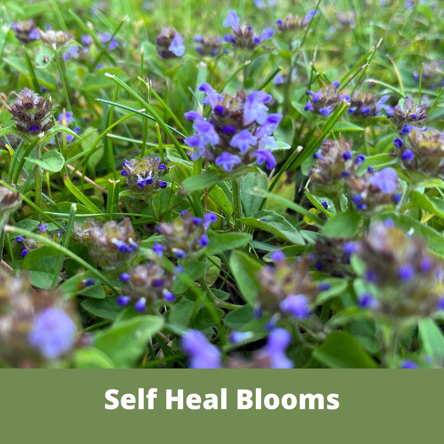 Speedy Bee Lawn Seed Kit by Flawn Seed Kits, includes seeds and seed tape for a 250 sq ft lawn.