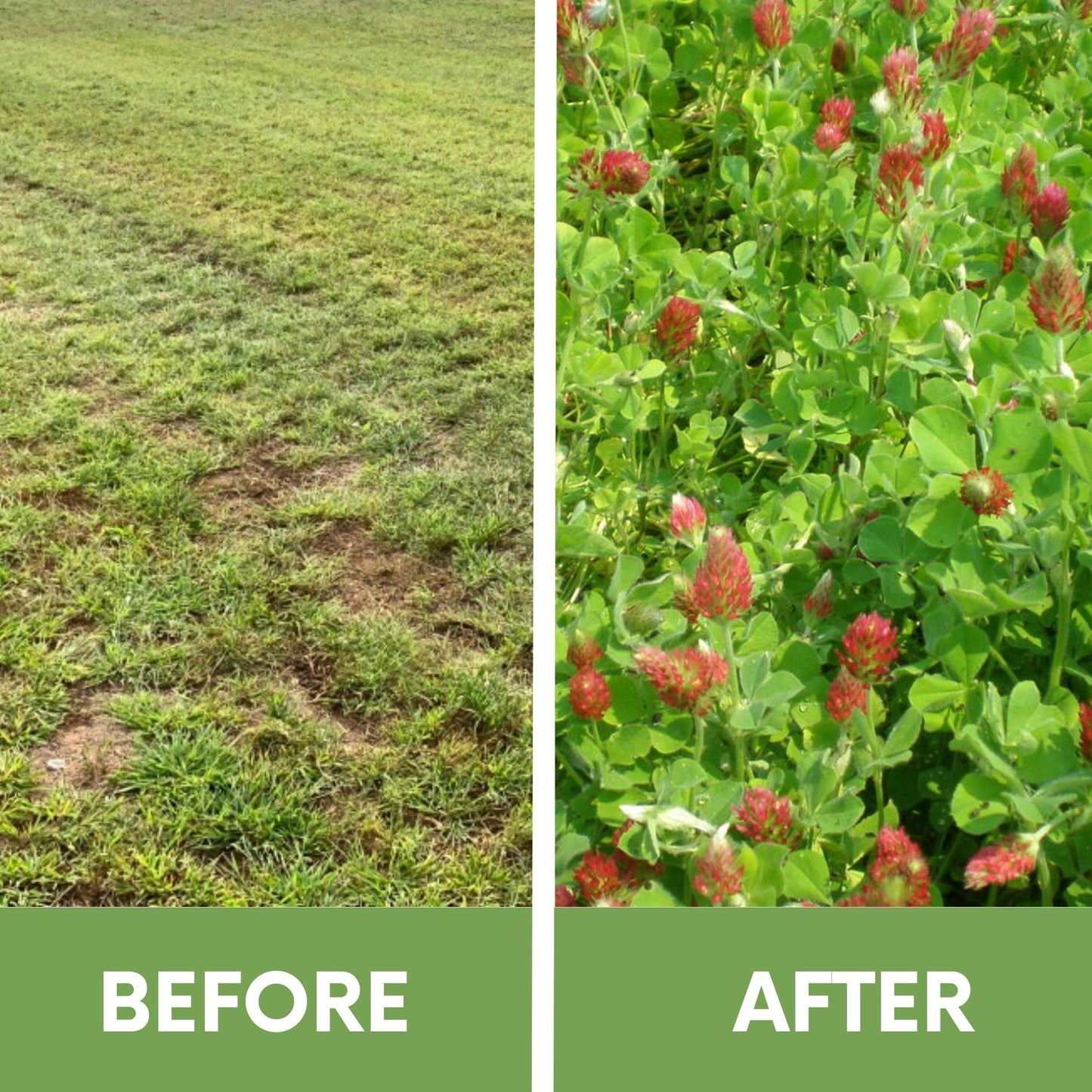 Crimson Clover Easy Spread Shaker for seeds and seed tape, ideal for planting in gardens and fields, by Flawn Seed Kits.