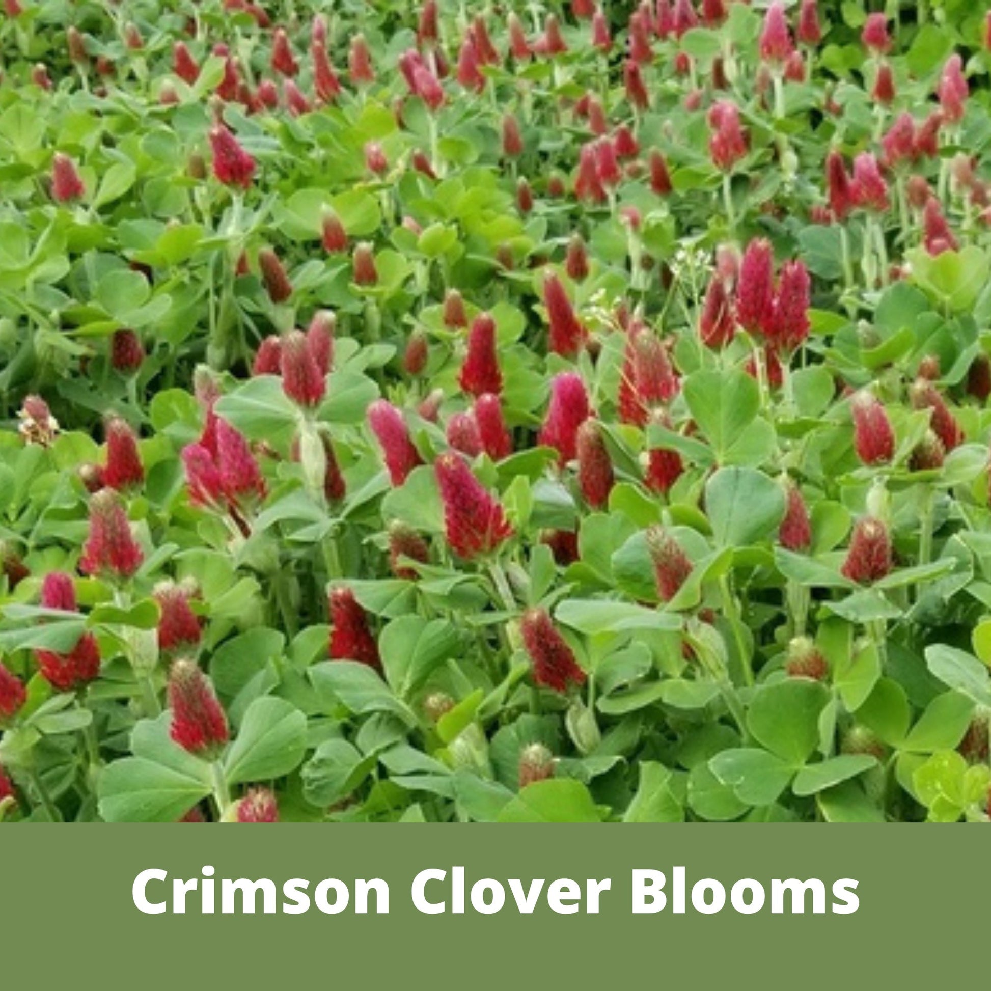 Crimson Clover Easy Spread Shaker from Flawn Seed Kits, seed tape for planting crimson clover in a 250 sq ft area.