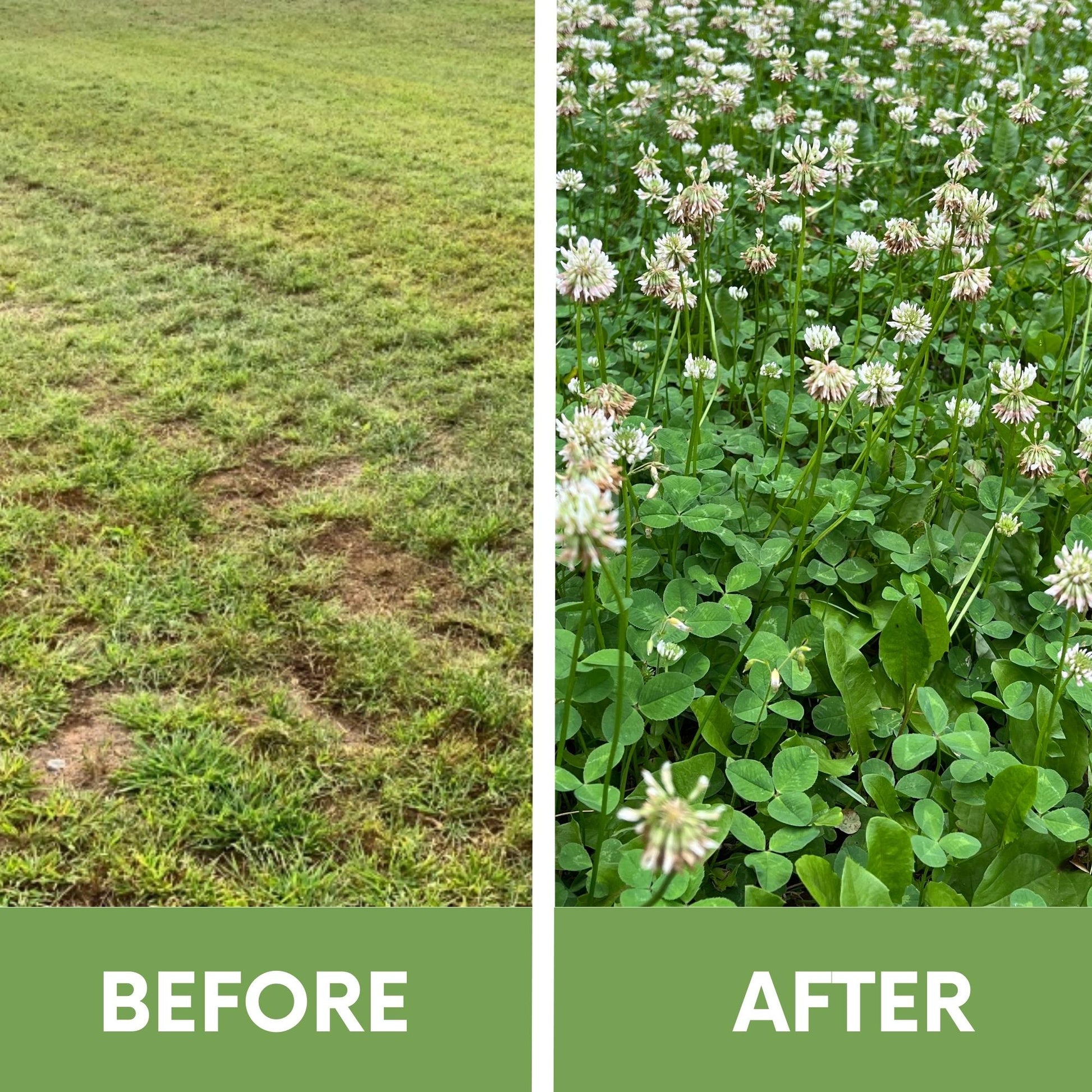 Dutch White Clover seeds in Flawn Seed Kits seed tape, easy spread shaker for lawn and garden planting.
