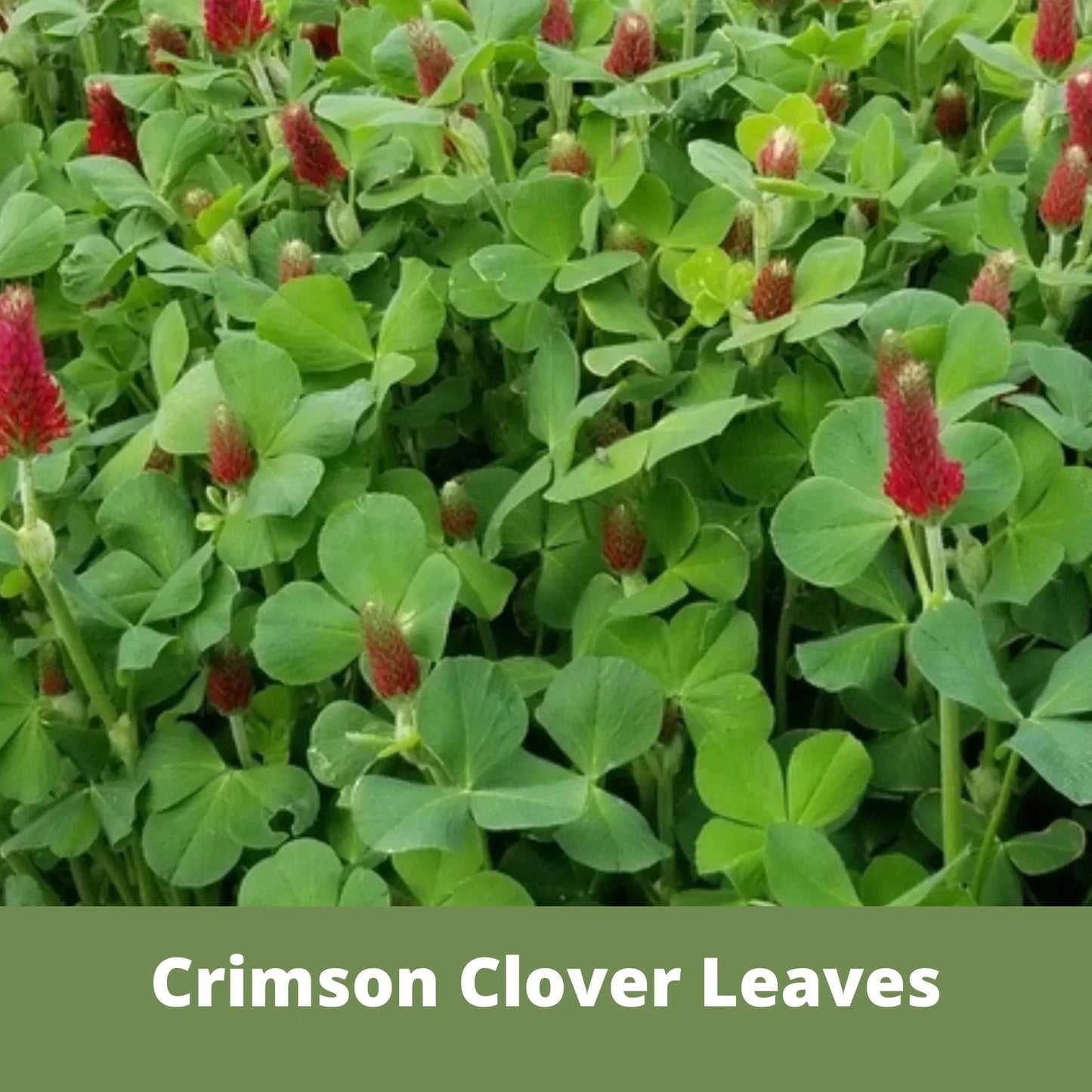Crimson clover seed tape from Flawn Seed Kits, 1 oz, designed for planting in garden or farm for lush crimson cover crop.
