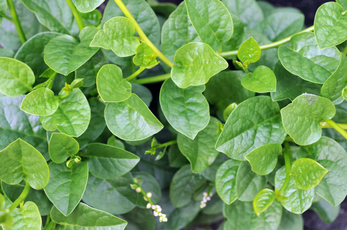 Green Malabar Spinach plant from Florida Plants Nursery with lush, vibrant green leaves, healthy and ready for planting.