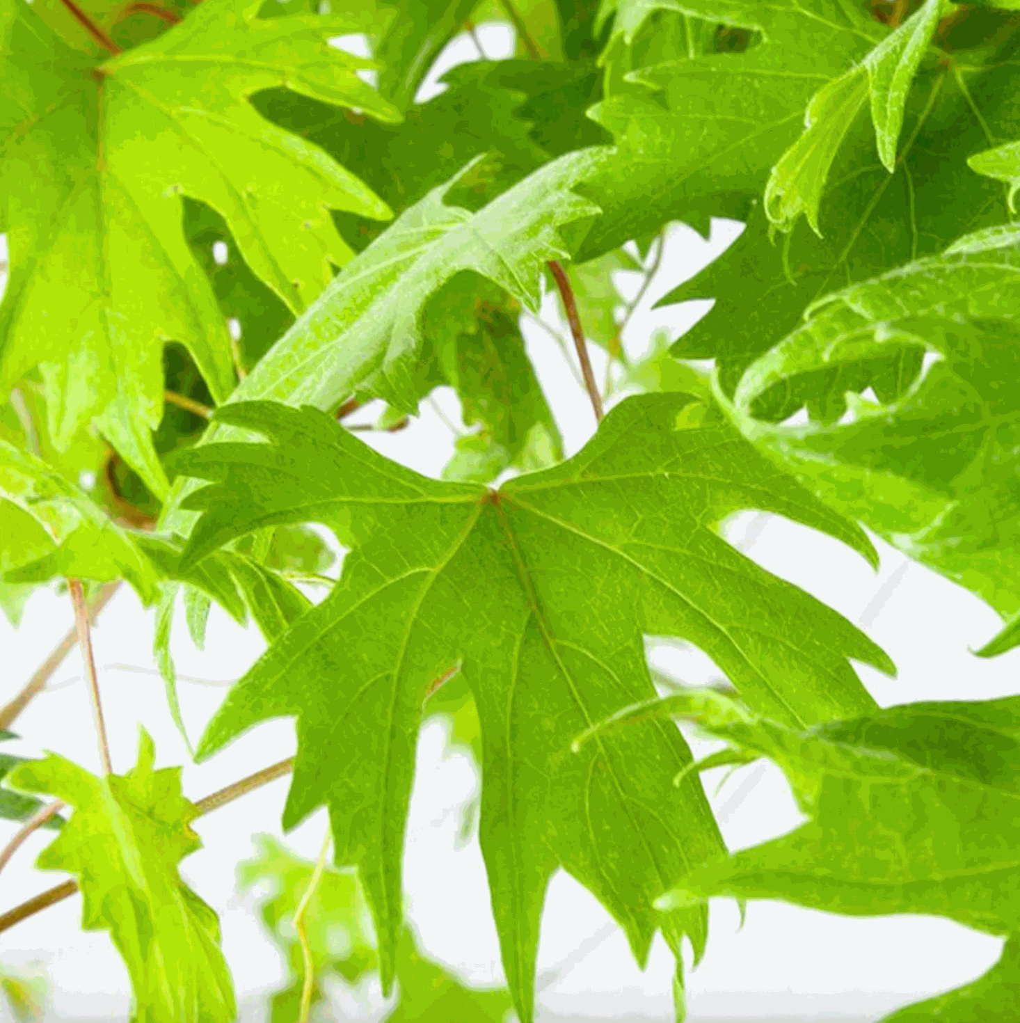 Hardy Grape Vine 'Southern Home' by Florida Plants Nursery, showing lush green leaves and vine growth.