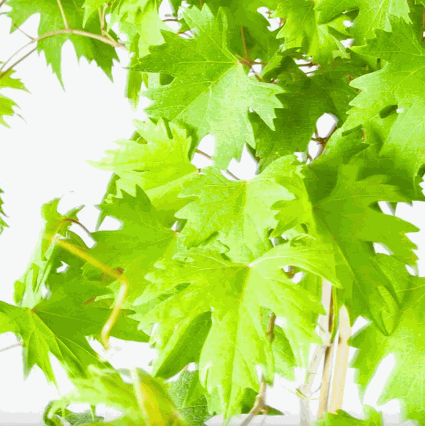 Hardy Grape Vine 'Southern Home' by Florida Plants Nursery, showing lush green vine growing on a trellis in a garden setting.