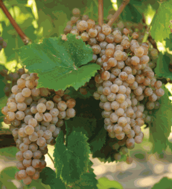 Healthy Hardy Grape Vine 'Traminette' from Florida Plants Nursery, showcasing lush green foliage and young grape clusters.