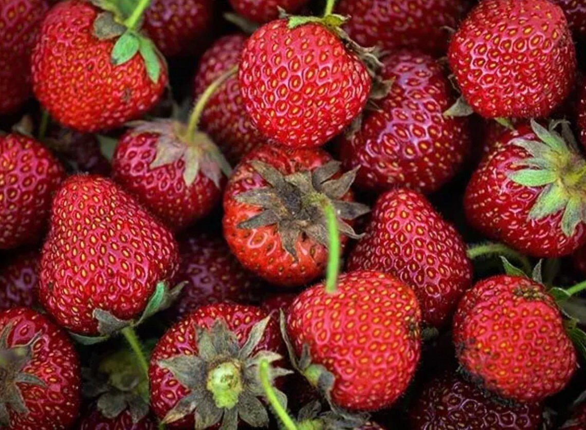 Old North Sea Strawberry plant from Florida Plants Nursery, with green leaves and healthy growth.