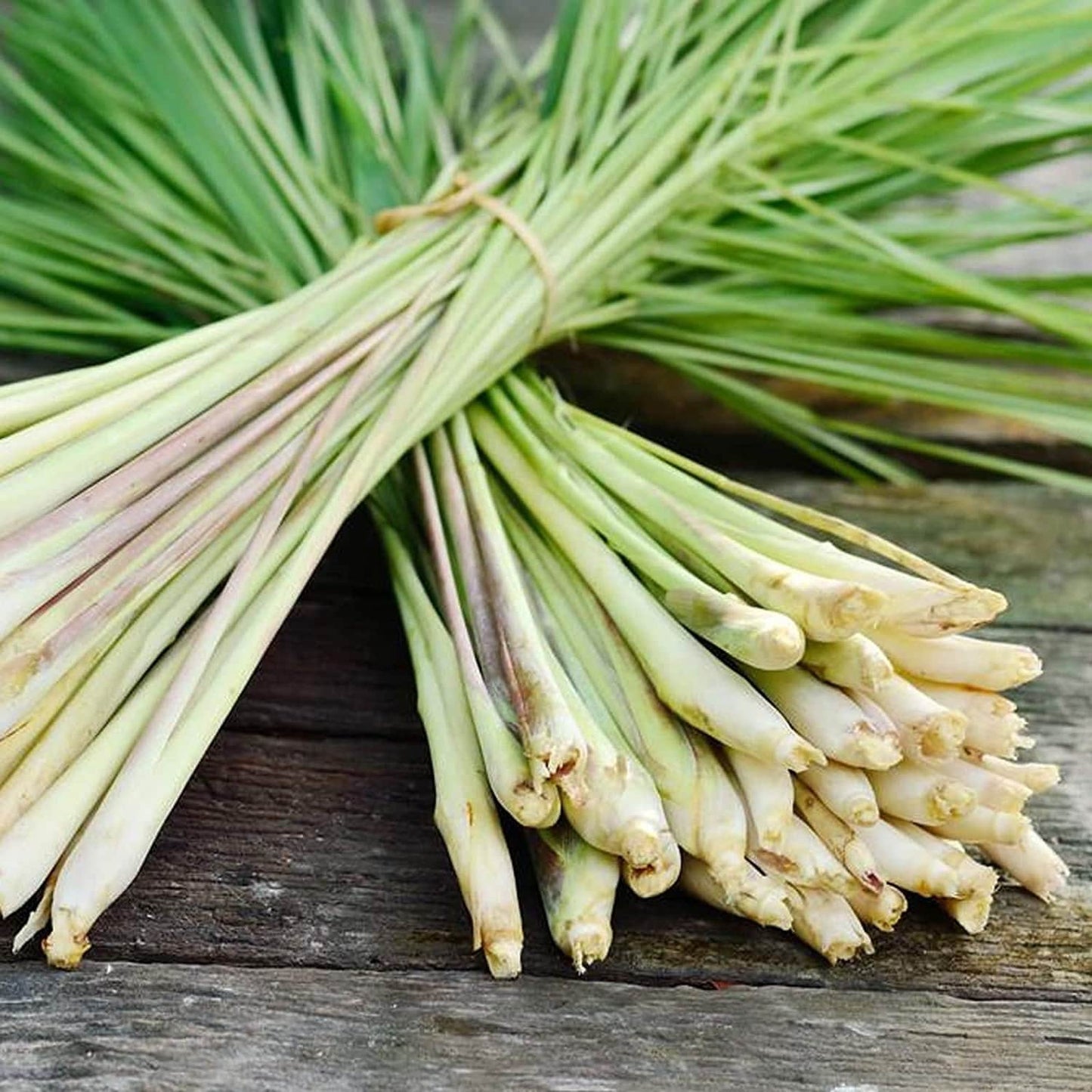 Lemon Grass plant from Florida Plants Nursery, tall green herb with slender leaves, ideal for cooking and landscaping.