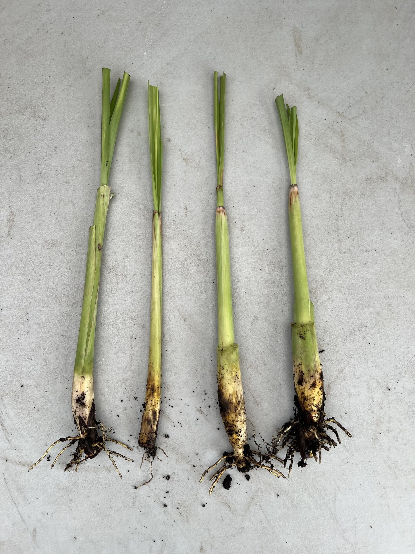 Lemon grass plant from Florida Plants Nursery with tall, green, leafy stalks suitable for culinary and ornamental use.