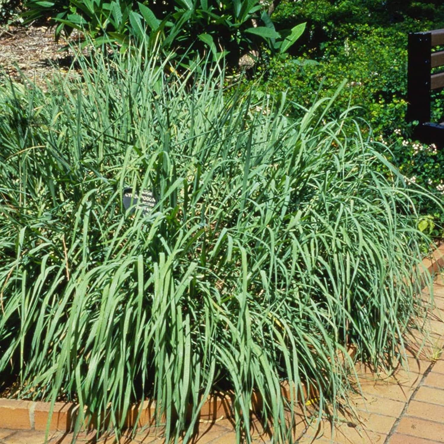 Lemon grass plant from Florida Plants Nursery with tall green stems and lush leaves, ideal for culinary and ornamental use.