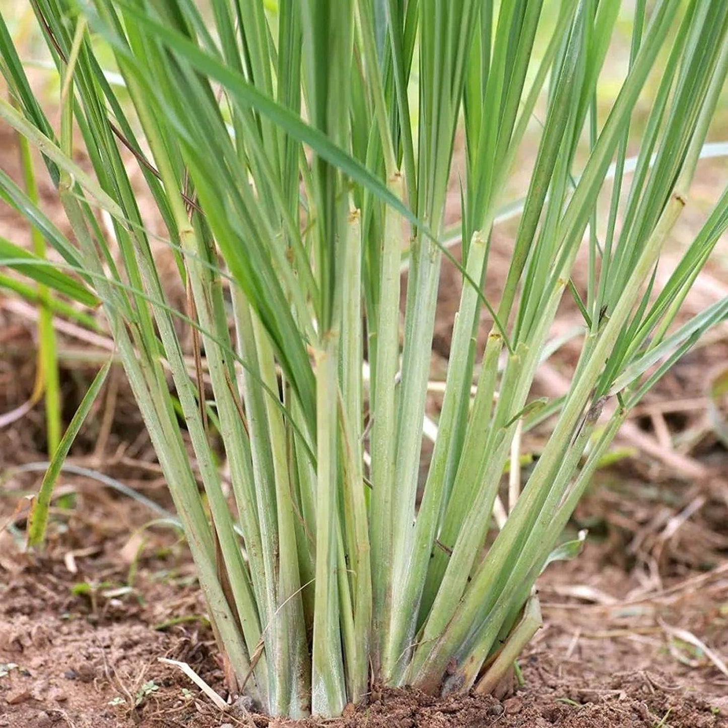 Lemon grass plant from Florida Plants Nursery with tall, green, fragrant leaves suitable for culinary and decorative use.