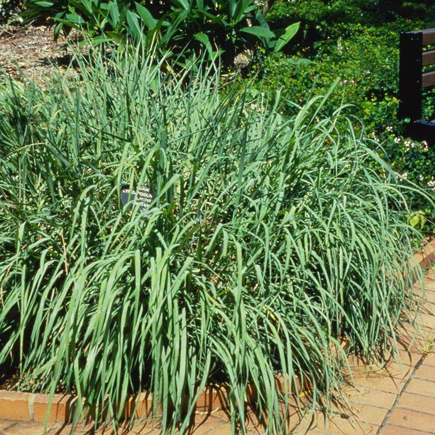 Fresh lemon grass plant from Florida Plants Nursery, vibrant green stalks with lush leaves, ideal for cooking and herbal remedies.