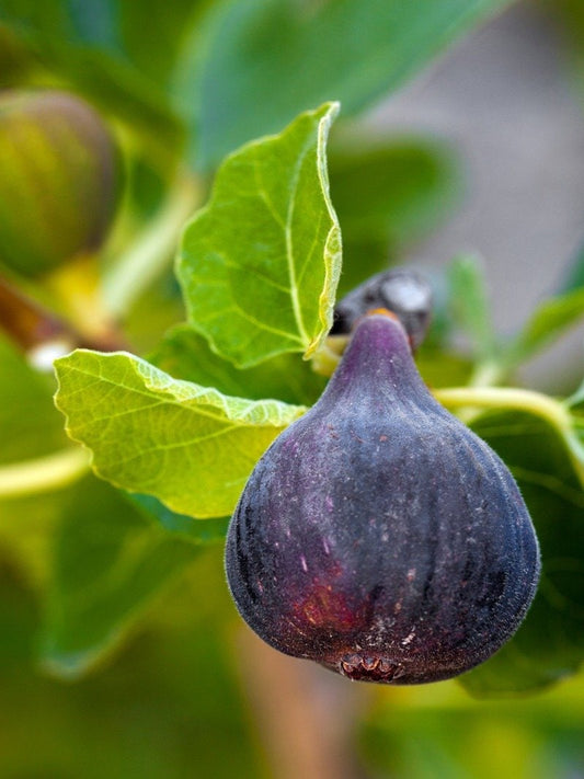 Black Mission Fig Tree from Florida Plants Nursery with dark green leaves and ripe figs, ideal for home gardens.