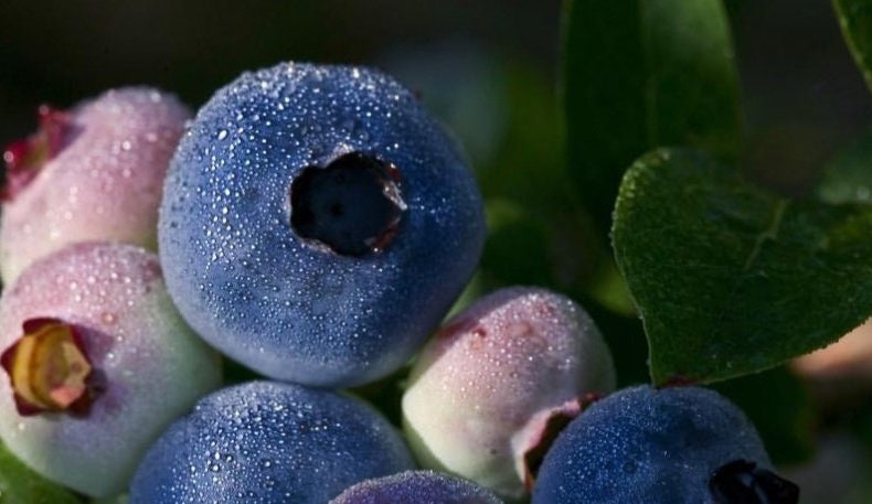 Chandler blueberry plant from Florida Plants Nursery with green leaves and developing blueberry clusters.