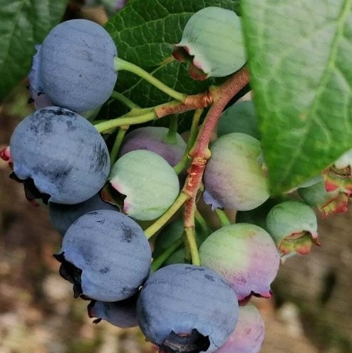 Healthy Chandler Blueberry plant from Florida Plants Nursery with lush green leaves and ripe blueberries.