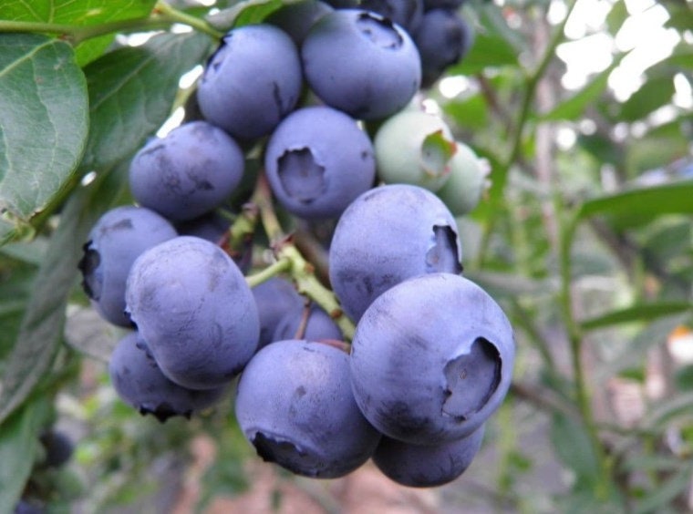 Chandler blueberry plant by Florida Plants Nursery showing healthy green foliage and developing berries on a bush.