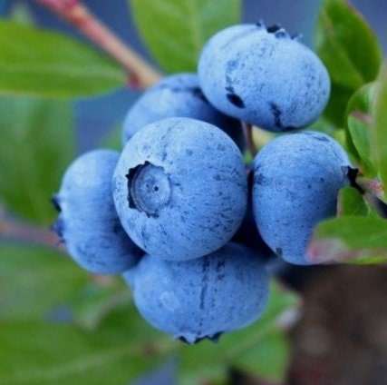 Healthy Chandler Blueberry bush from Florida Plants Nursery with lush green leaves and developing berries.
