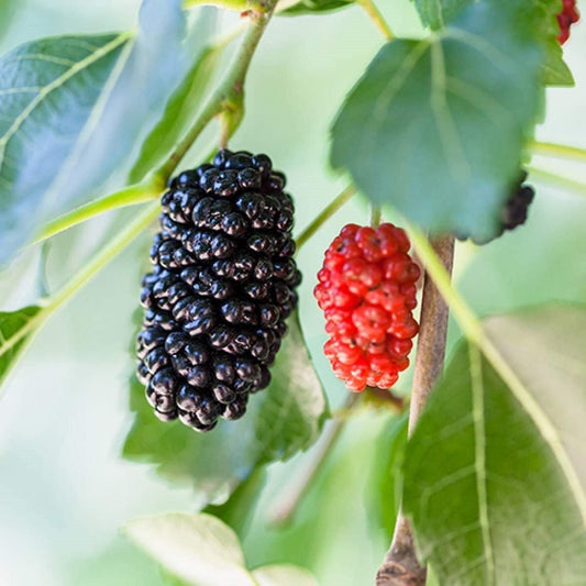 Dwarf Mulberry Tree from Florida Plants Nursery showing lush green foliage and compact growth in a garden setting.