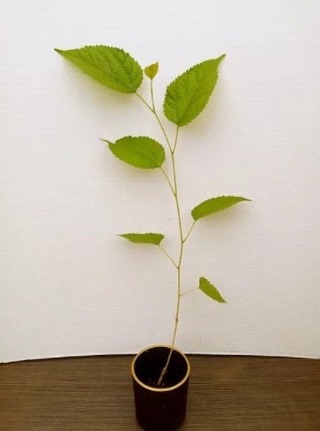 Dwarf Mulberry Tree from Florida Plants Nursery with lush green leaves and compact growth habit in a garden setting.