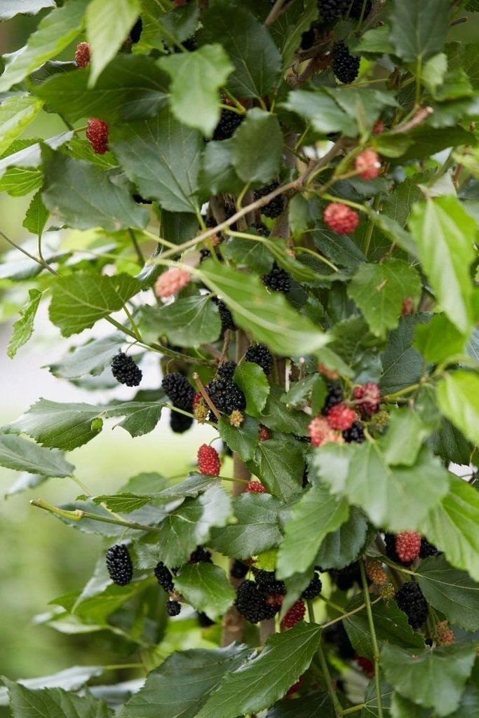 Dwarf mulberry tree from Florida Plants Nursery with lush green leaves and compact growth, ideal for small gardens and patios.