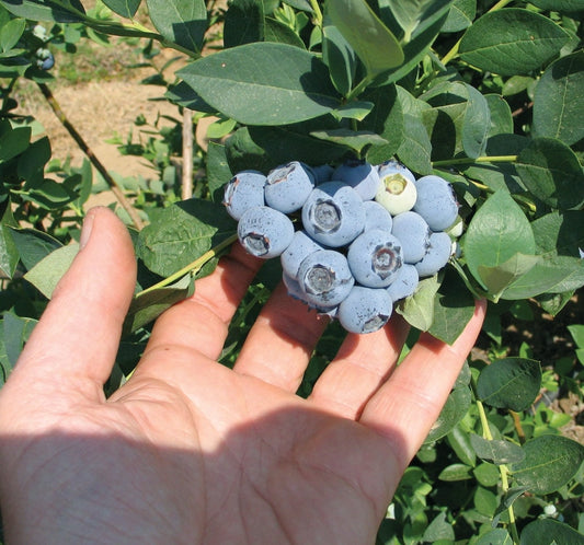 Emerald Blueberry plants from Florida Plants Nursery, healthy blueberry bushes with green foliage and ripe blueberries on branches