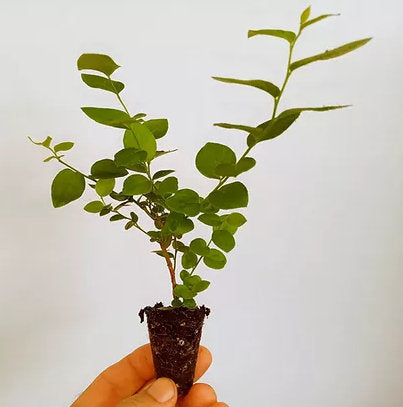 Emerald Blueberry plants from Florida Plants Nursery displayed outdoors with green leaves and developing berries.