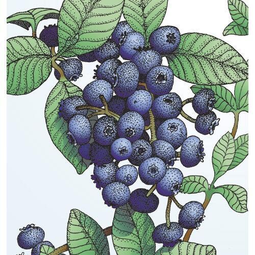 Emerald Blueberry Plants from Florida Plants Nursery showing lush green foliage and developing blueberry clusters.