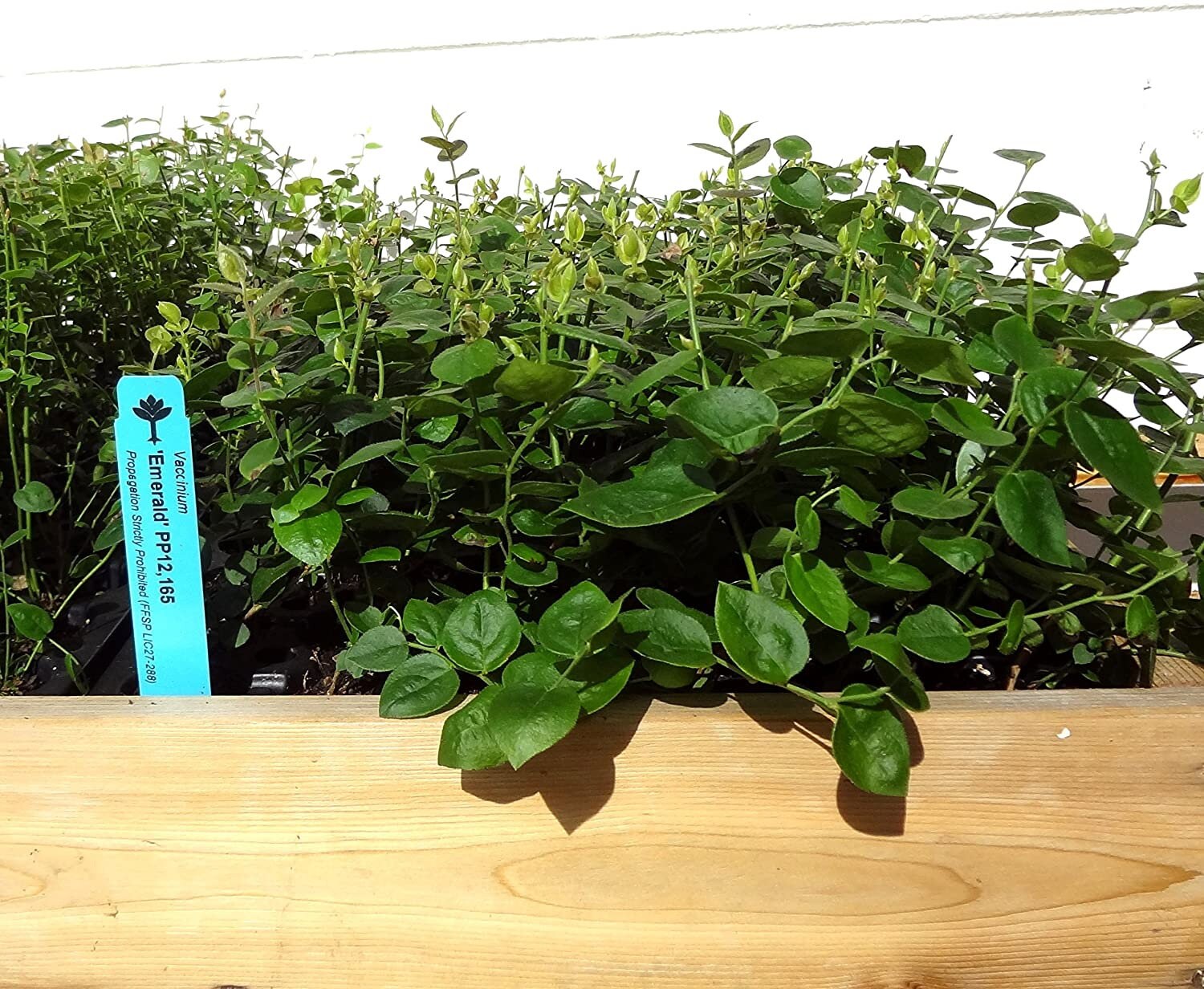 Emerald Blueberry plants from Florida Plants Nursery, healthy green blueberry bushes with ripe blueberries ready to harvest.