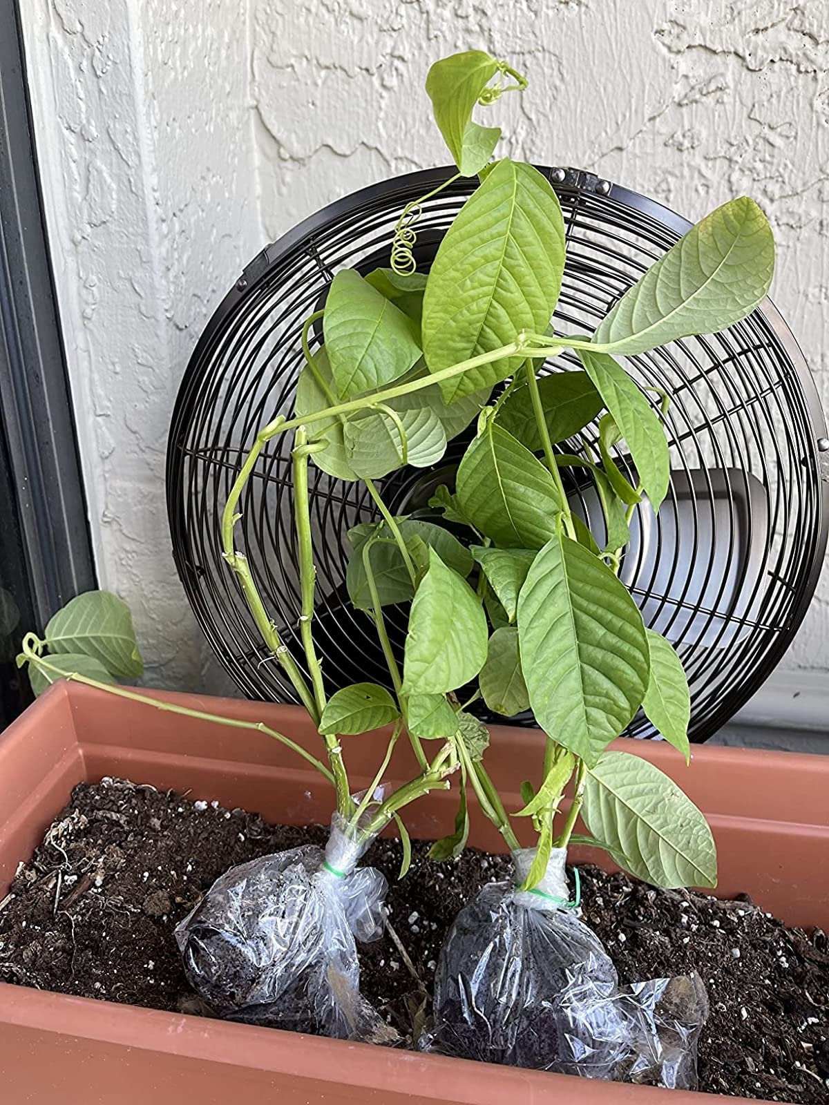Giant Granadilla Passion Fruit from Florida Plants Nursery, ripe and vibrant on a lush green vine.
