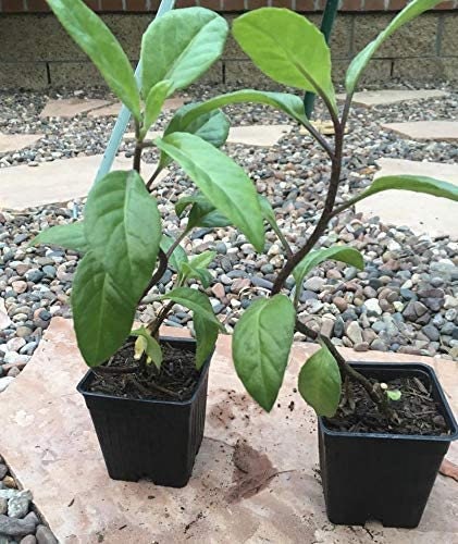 Fresh Longevity Spinach plant from Florida Plants Nursery with vibrant green leaves in a healthy, lush display.