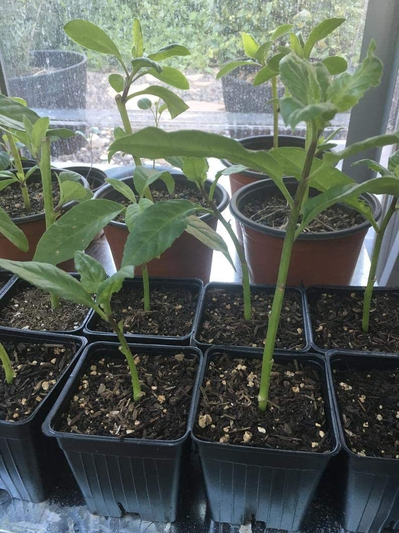 Longevity spinach plant from Florida Plants Nursery with lush green leaves in a garden setting.