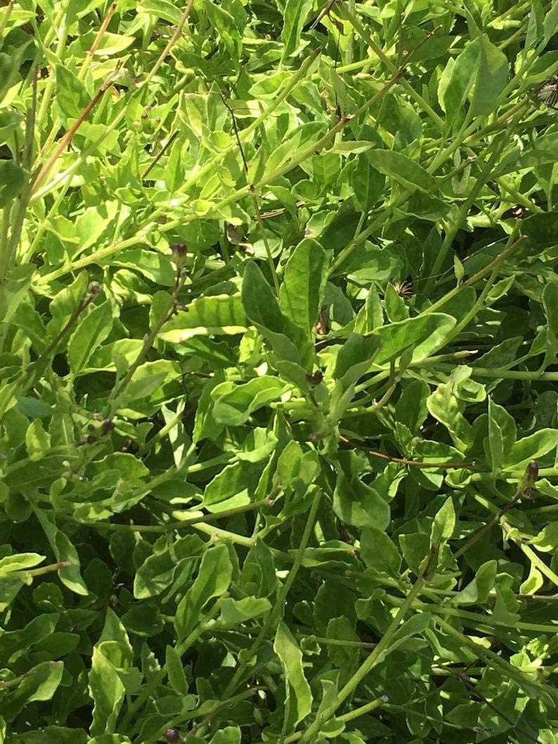 Fresh Longevity Spinach plant from Florida Plants Nursery, showing vibrant green leaves and healthy foliage.