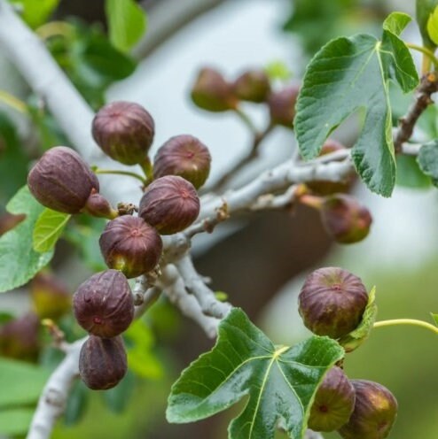 LSU Purple Fig Tree from Florida Plants Nursery, healthy young tree with dark purple leaves and lush foliage.