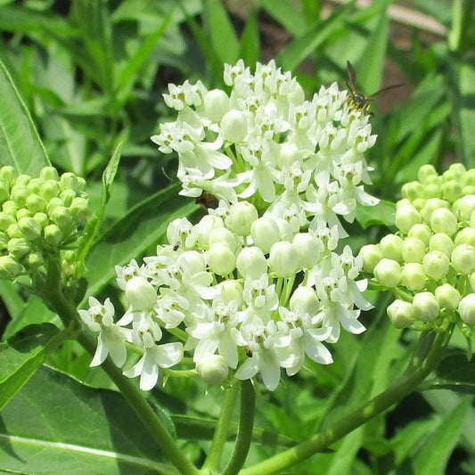 White milkweed live plants from Florida Plants Nursery, ideal for butterfly gardens and flower beds, showcasing healthy, lush foliage.